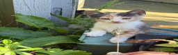 Mixed Breed cats for sale: Gorgeous kittens - Advert 25