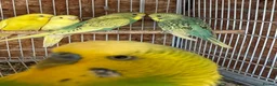 Budgerigars birds for sale: budgies - Advert 3