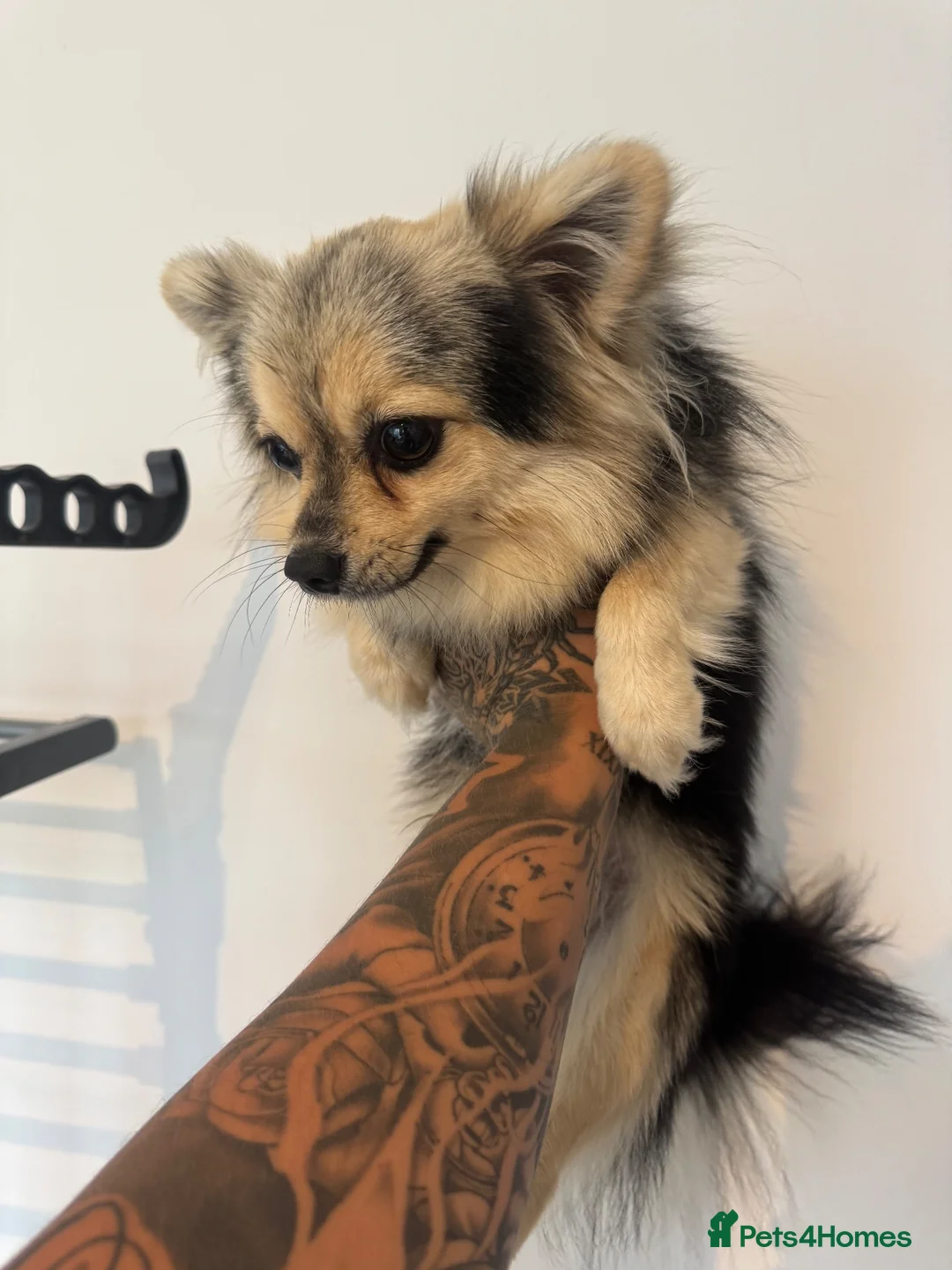 Pomchi dogs for stud: Pomchi for stud  in Bideford - Advert 2