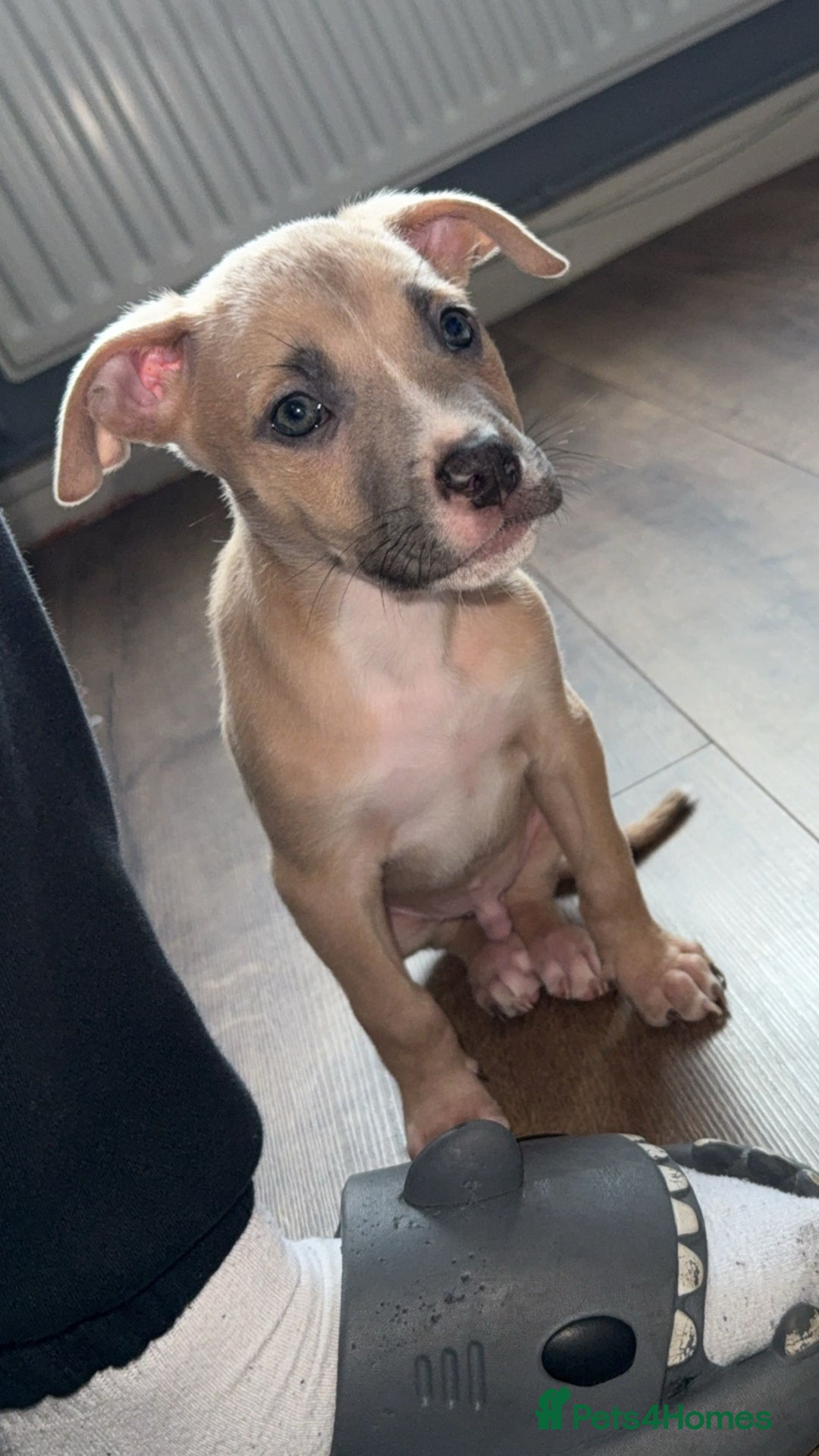 Mixed Breed dogs for sale: Rocky the puppy - Image 5