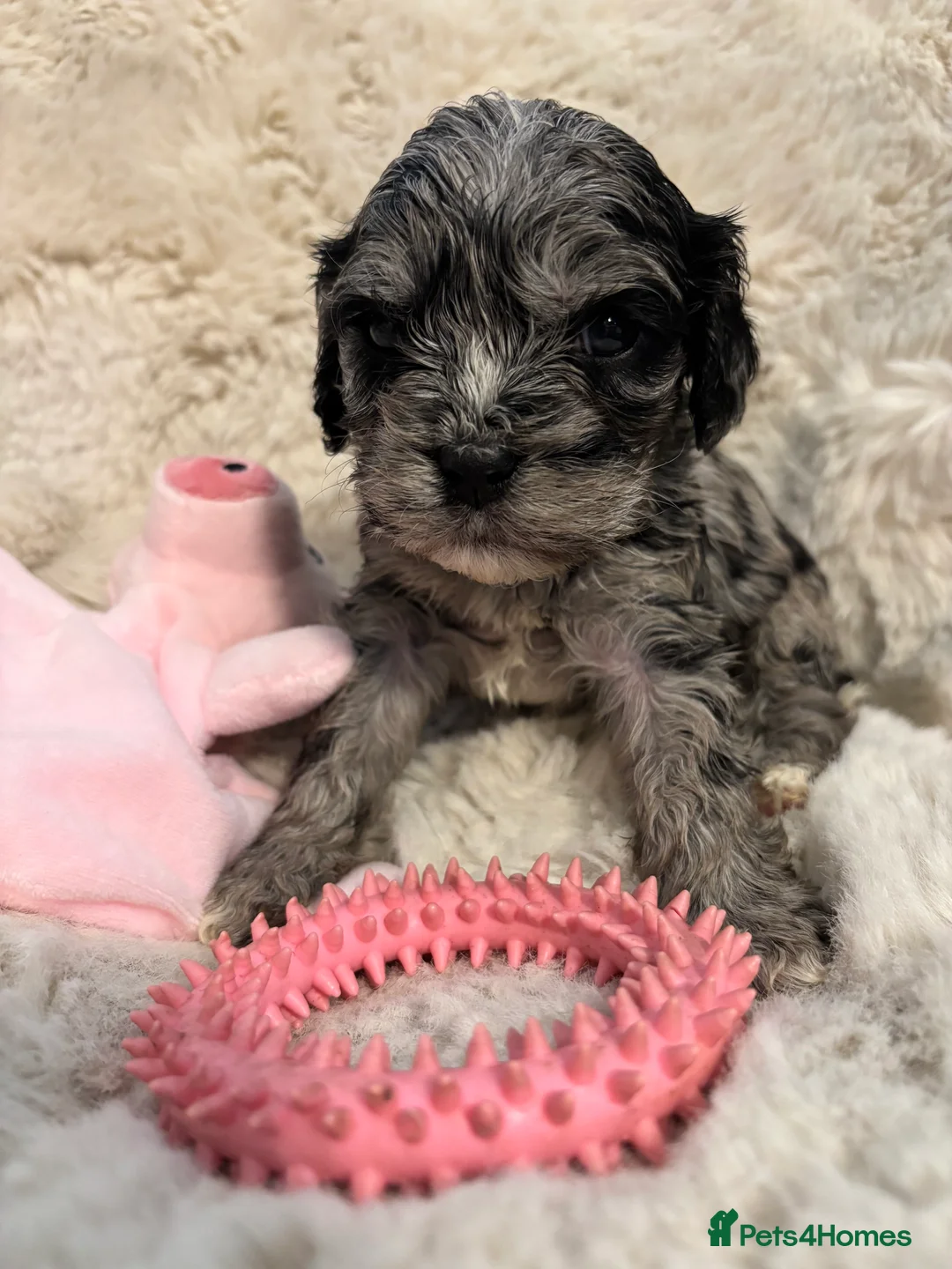 Cavapoo dogs for sale: Cavapoo Blue Merle mixed colours available  - Advert 2