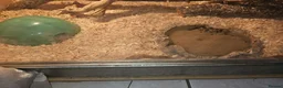 Corn Snake reptiles for sale: Corn snake with vivarium - Advert 3