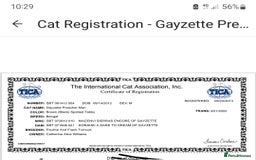 Bengal cats for sale: Cuddly charity donation show quality pay monthly - Image 14