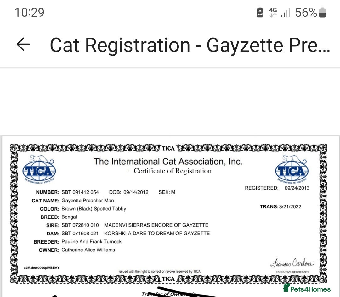 Bengal cats for sale: Cuddly charity donation show quality pay monthly - Image 14