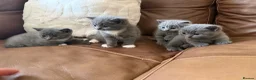 British Shorthair cats for sale: 4 British Shorthair kittens for sale in Preston - Advert 5