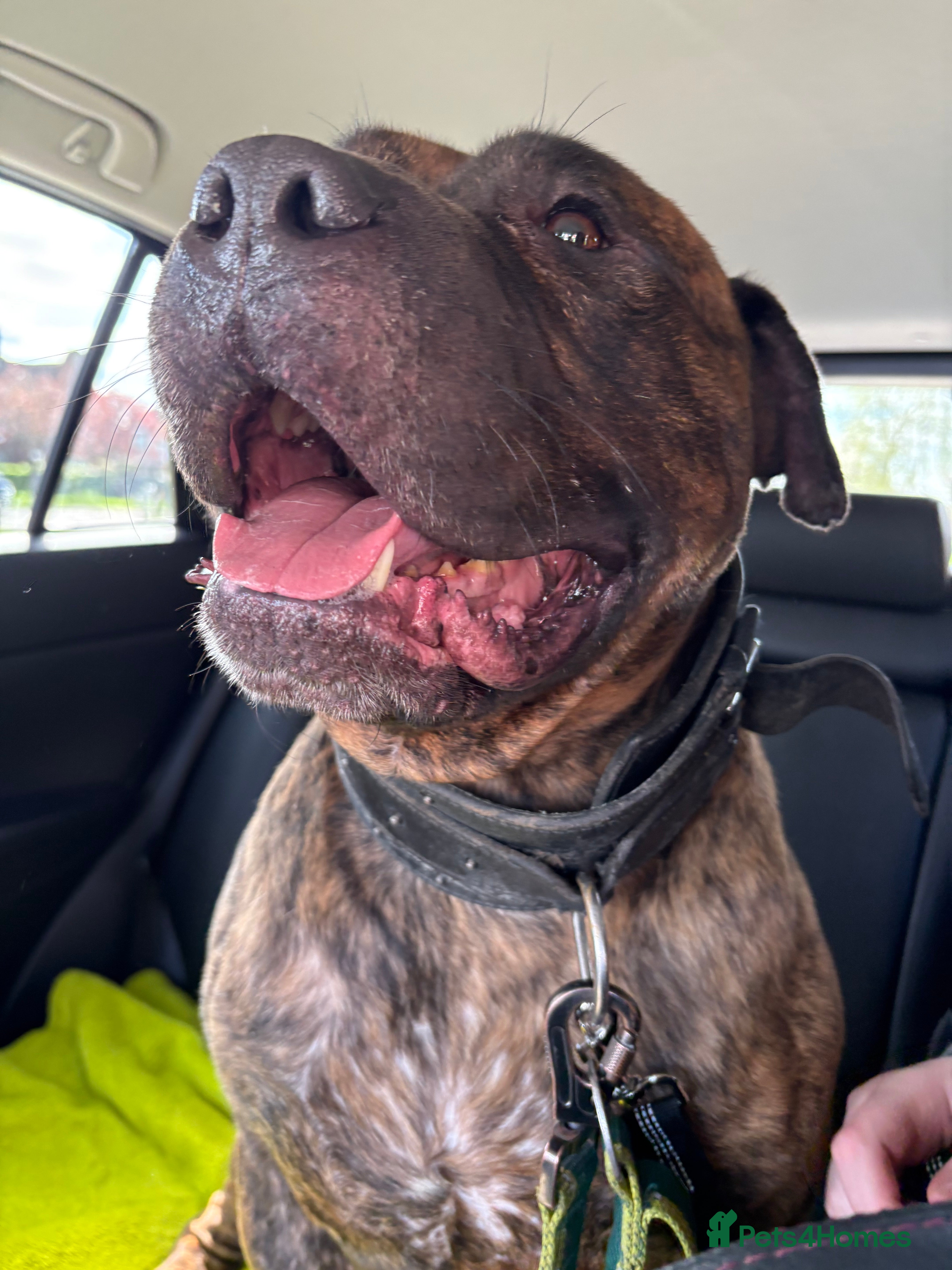 Mixed Breed dogs Male staffy cross - Advert 1