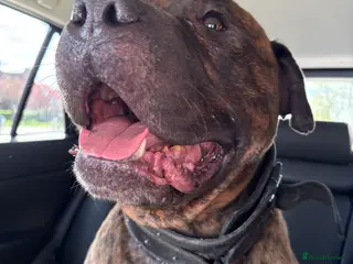 Mixed Breed dogs Male staffy cross - Advert 1