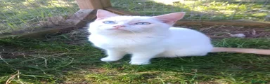 PEACHES 