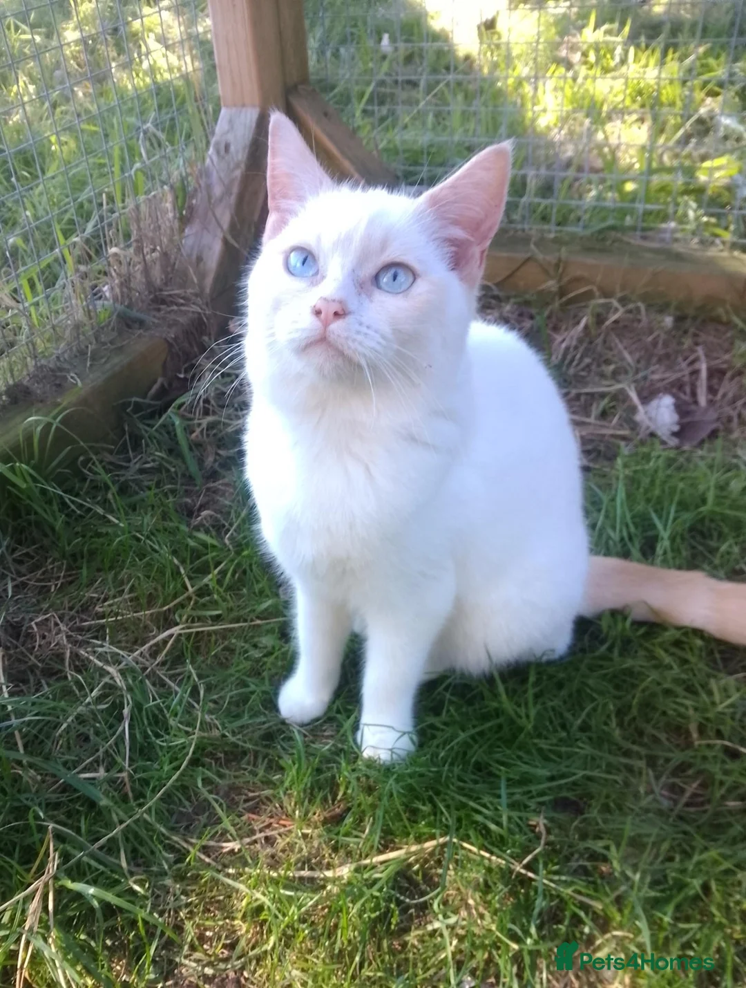 Mixed Breed cats for sale: Beautiful 3/4 Ragdoll Kittens  - Advert 9