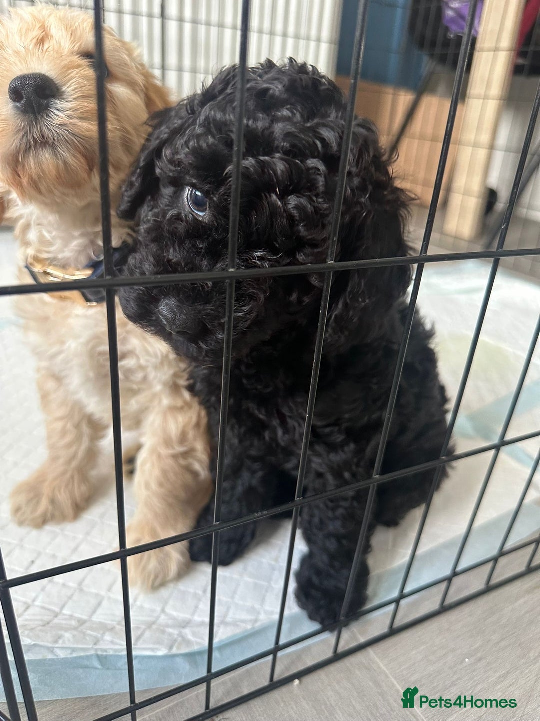 Mixed Breed dogs for sale: Double doodle (Cockapoo cross mini labradoodle) - Image 2