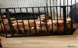 Labrador Retriever dogs for sale: Fox Red Labrador’s  - Advert 14