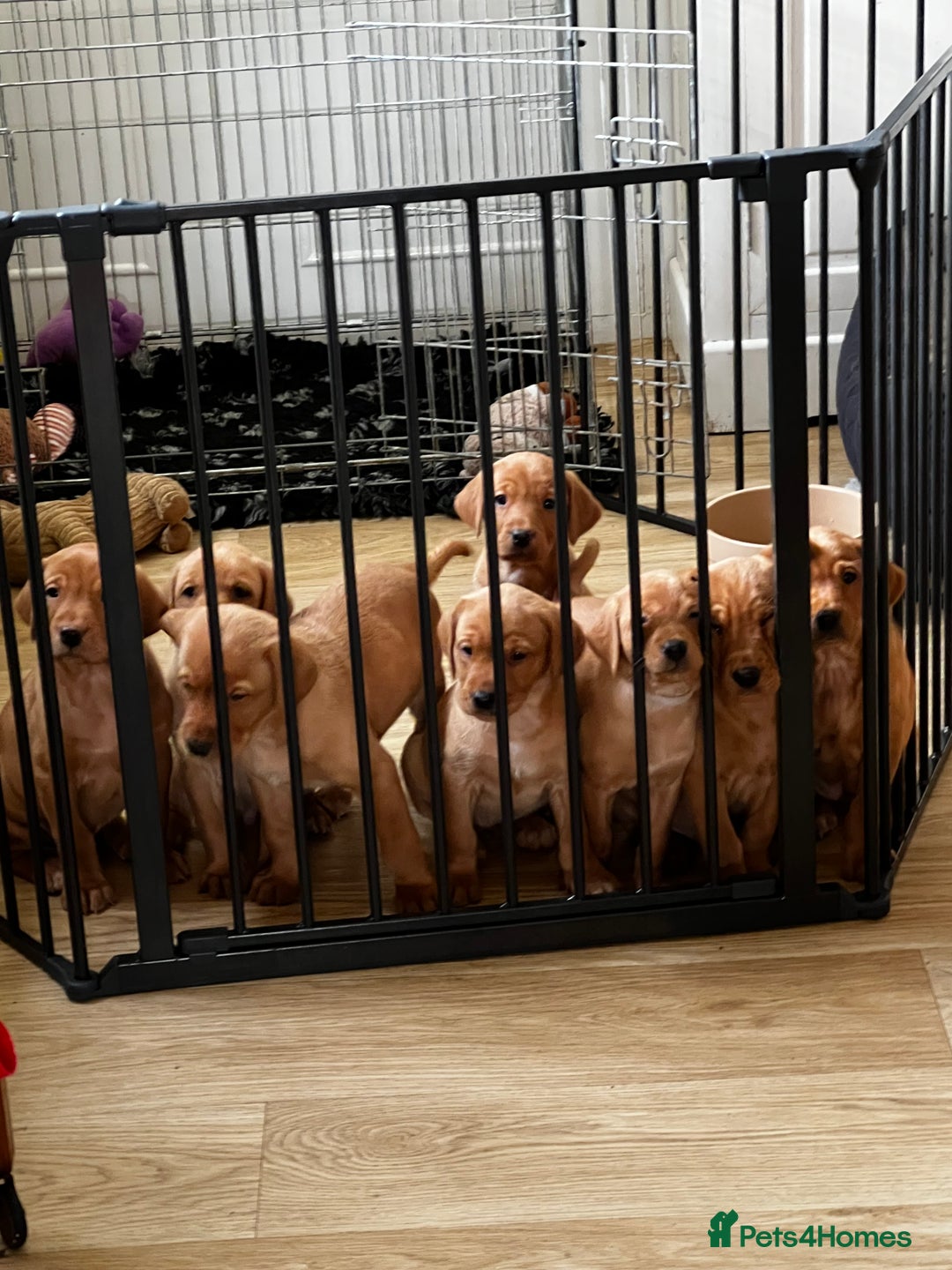 Labrador Retriever dogs for sale: Fox Red Labrador’s  - Advert 14