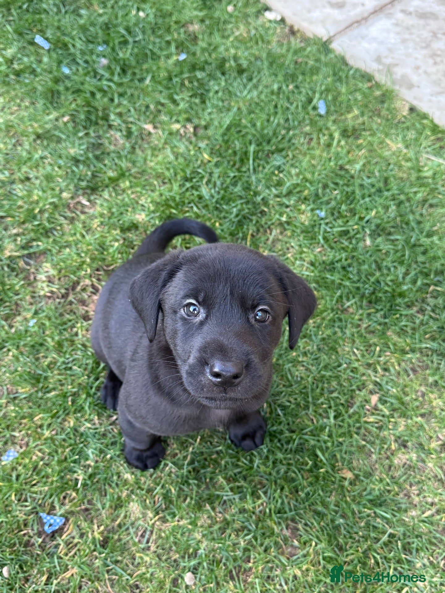 Labrador Retriever dogs for sale: 2 Boys Left - Working black Labrador puppies  - Advert 1