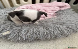 Chihuahua dogs for sale: Gorgeous Cuddly Chihuahua puppies - Image 3