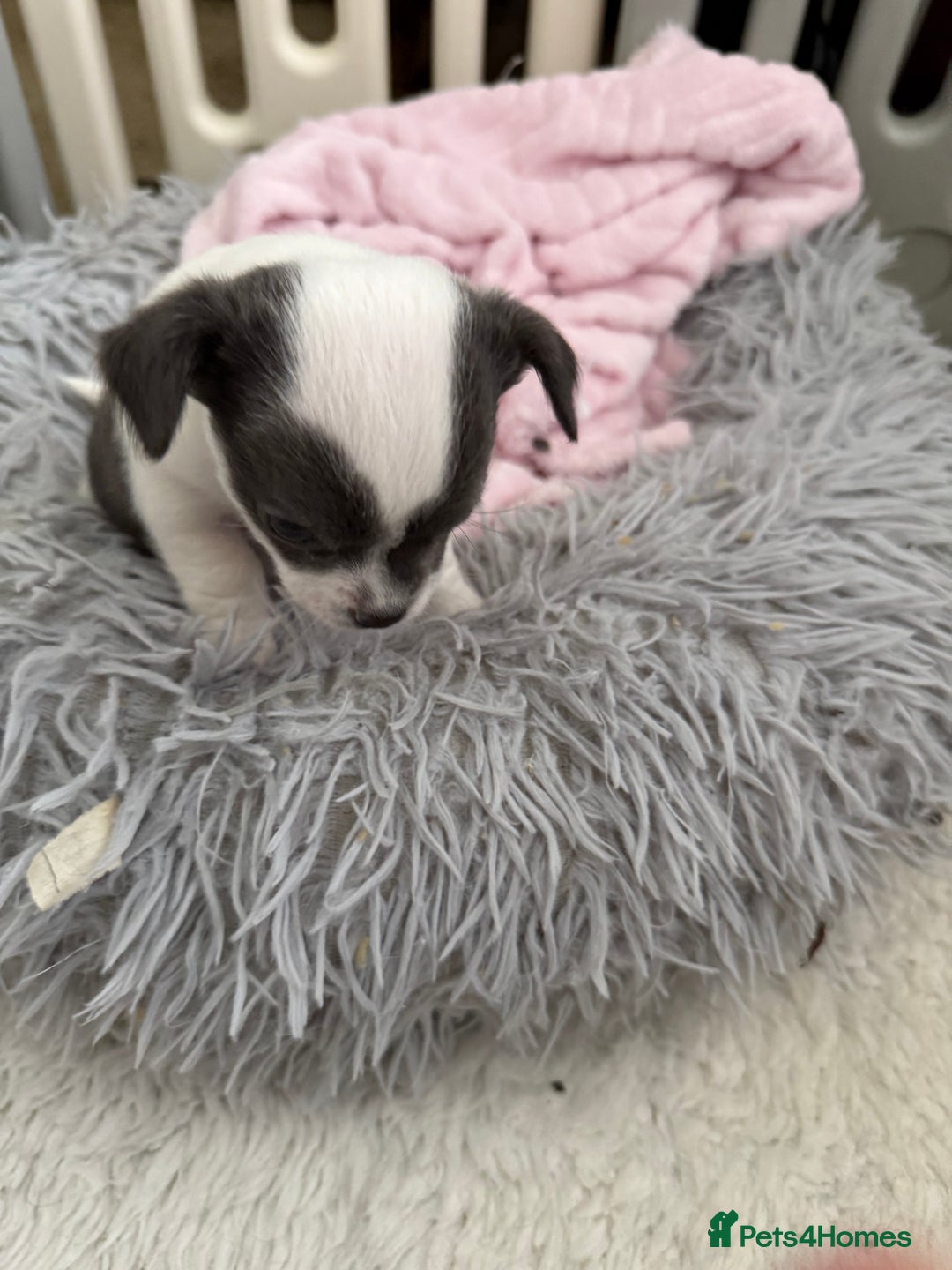 Chihuahua dogs for sale: Gorgeous Cuddly Chihuahua puppies - Image 3