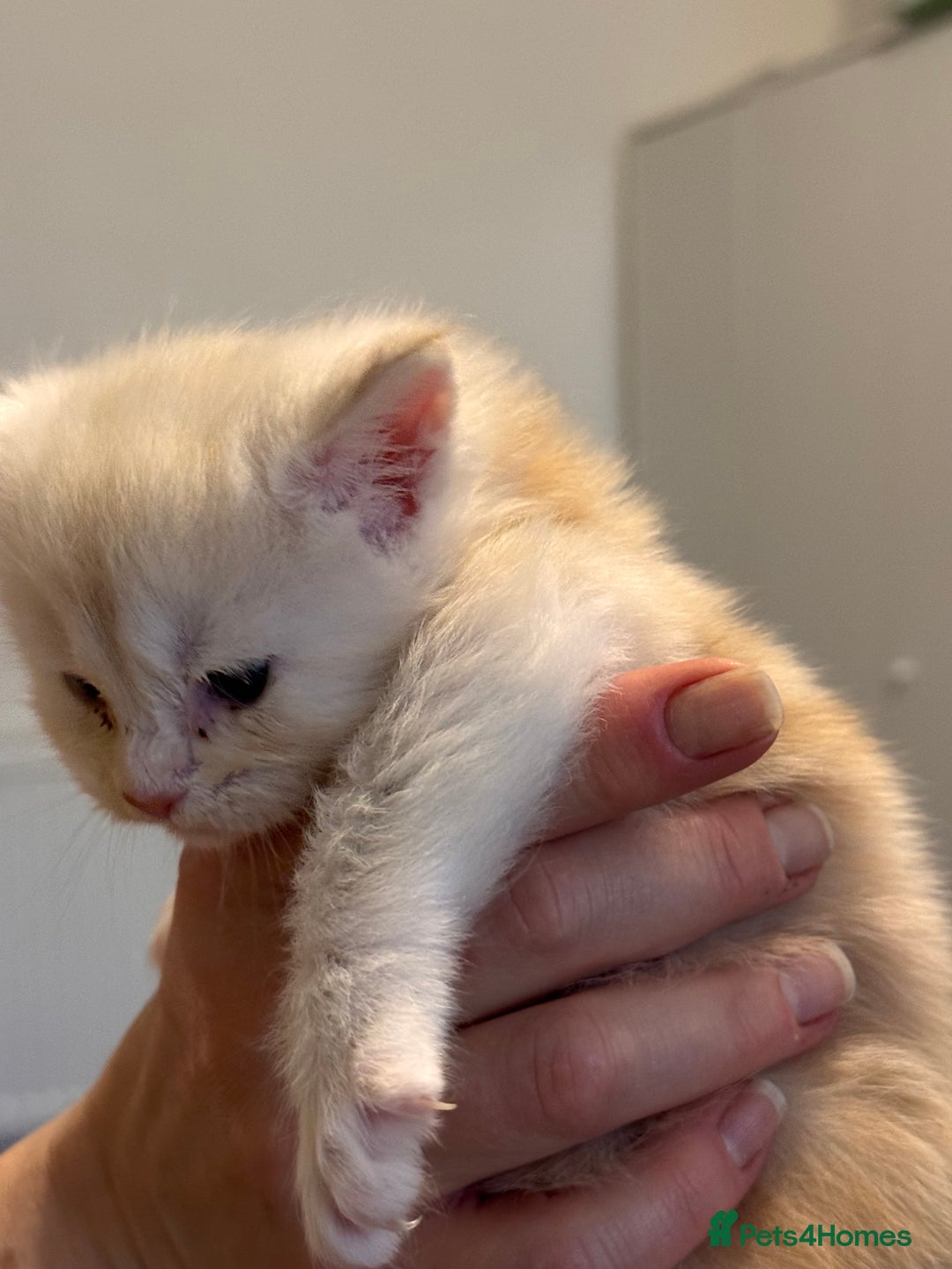 Maine Coon cats for sale: Gorgeous Shaded Line Maine Coon Kittens - Advert 9