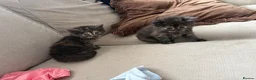 Mixed Breed cats for sale: 3 fluffy mixed kittens.  - Advert 5