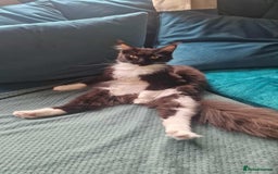 Maine Coon cats for sale: 2 beautiful (certified pure-bred) maine coons - Image 11