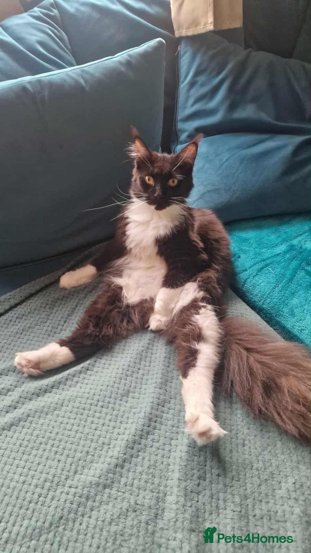 Maine Coon cats for sale: 2 beautiful (certified pure-bred) maine coons - Image 11