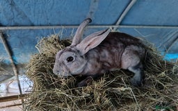 Rex rabbits for sale: Rex, lop, newzeland whites and more  - Image 5