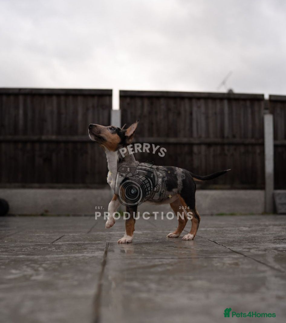 Miniature Bull terrier dogs Miniature EBT tricolor merle Female - Advert 1