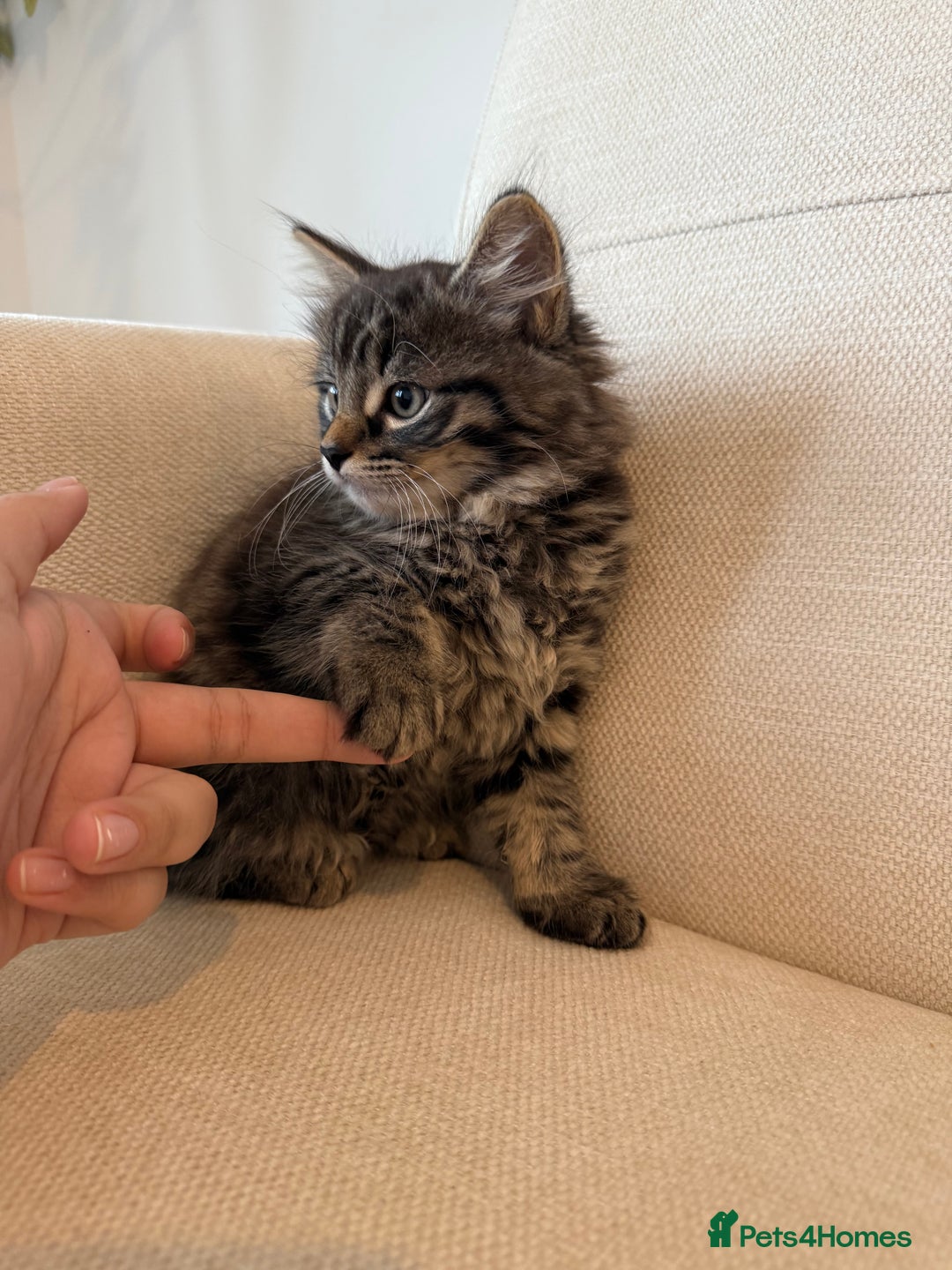 Maine Coon cats for sale: Tabby Kittens  - Image 7