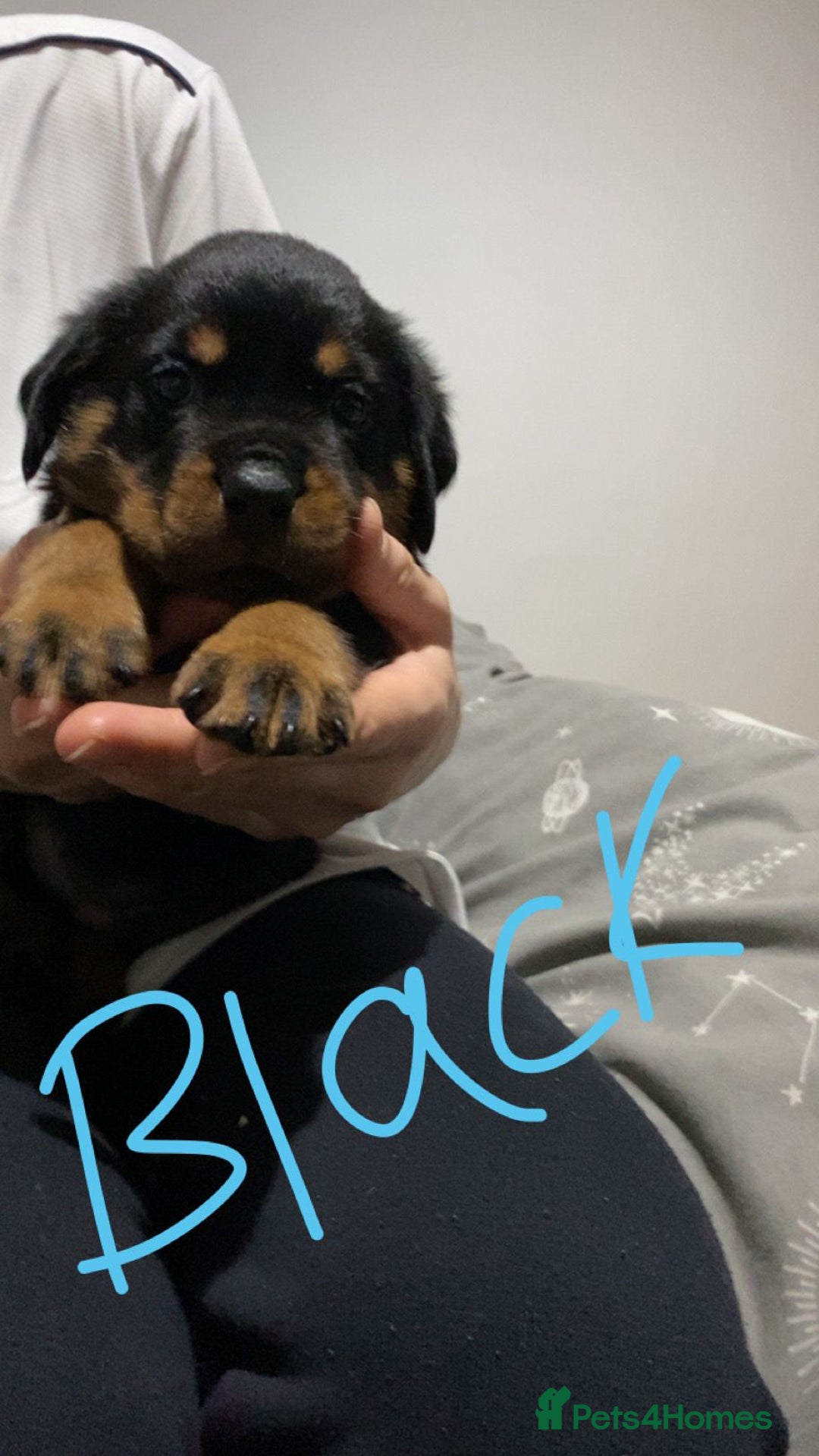 Rottweiler dogs for sale: Kc rottweiler puppies  - Image 17