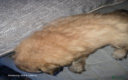 Mixed Breed dogs for sale: Pomspitz puppies  - Advert 10