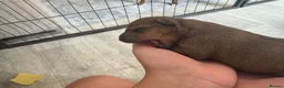 Miniature Pinscher dogs for sale: ALL RESERVED Miniature Pinscher Pups - Advert 21