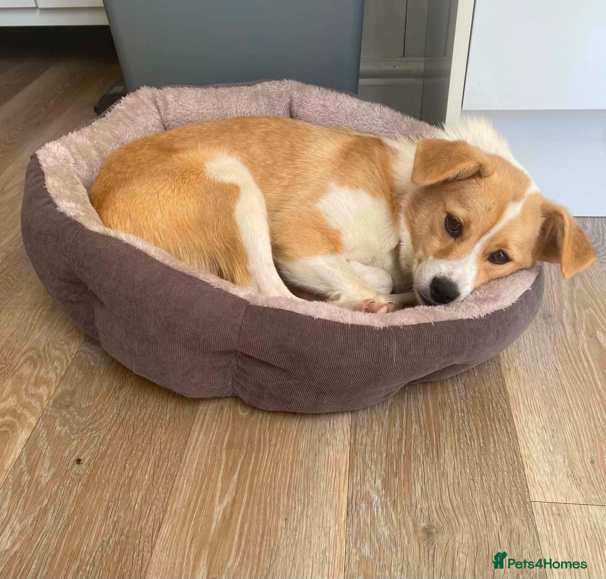 Mixed Breed dogs HONEY-friendly gurl/ loves kids&dogs&cats/gentle - Advert 1
