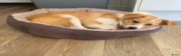 Mixed Breed dogs for adoption: HONEY-friendly gurl/ loves kids&dogs&cats/gentle in Evesham - Advert 1