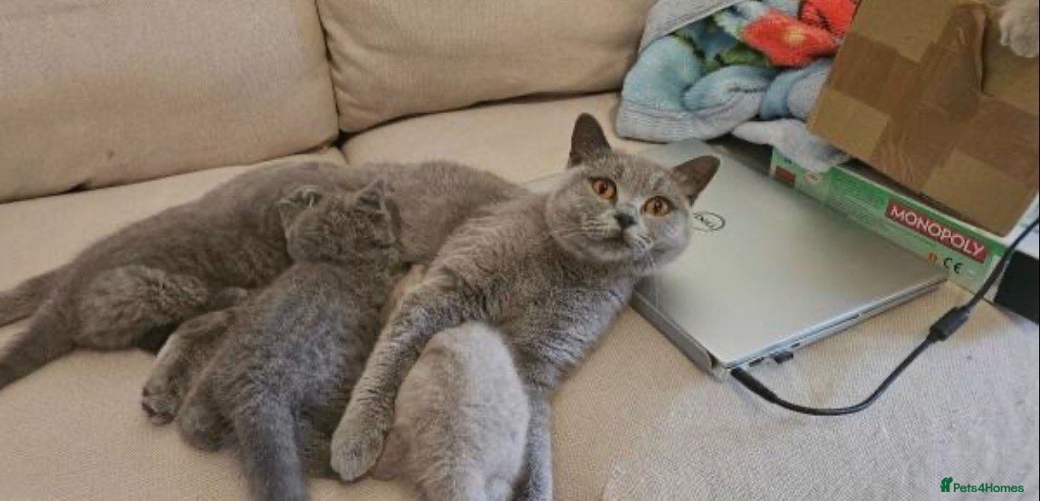 British Shorthair cats british shorthair - Advert 1