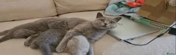 British Shorthair cats for sale: british shorthair - Advert 1