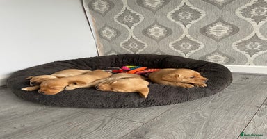 Labrador Retriever dogs - Advert 14