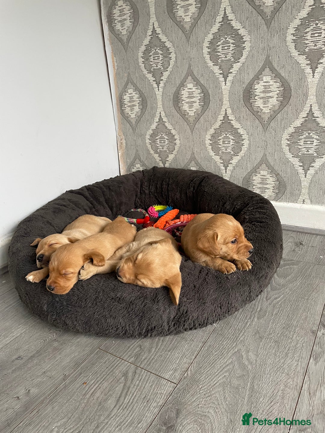 Labrador Retriever dogs for sale: Adorable Golden and Fox Red Puppies - Image 3