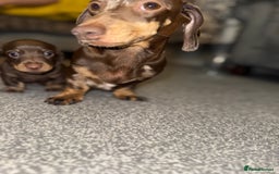 Dachshund dogs for sale: Dashaund - Image 6