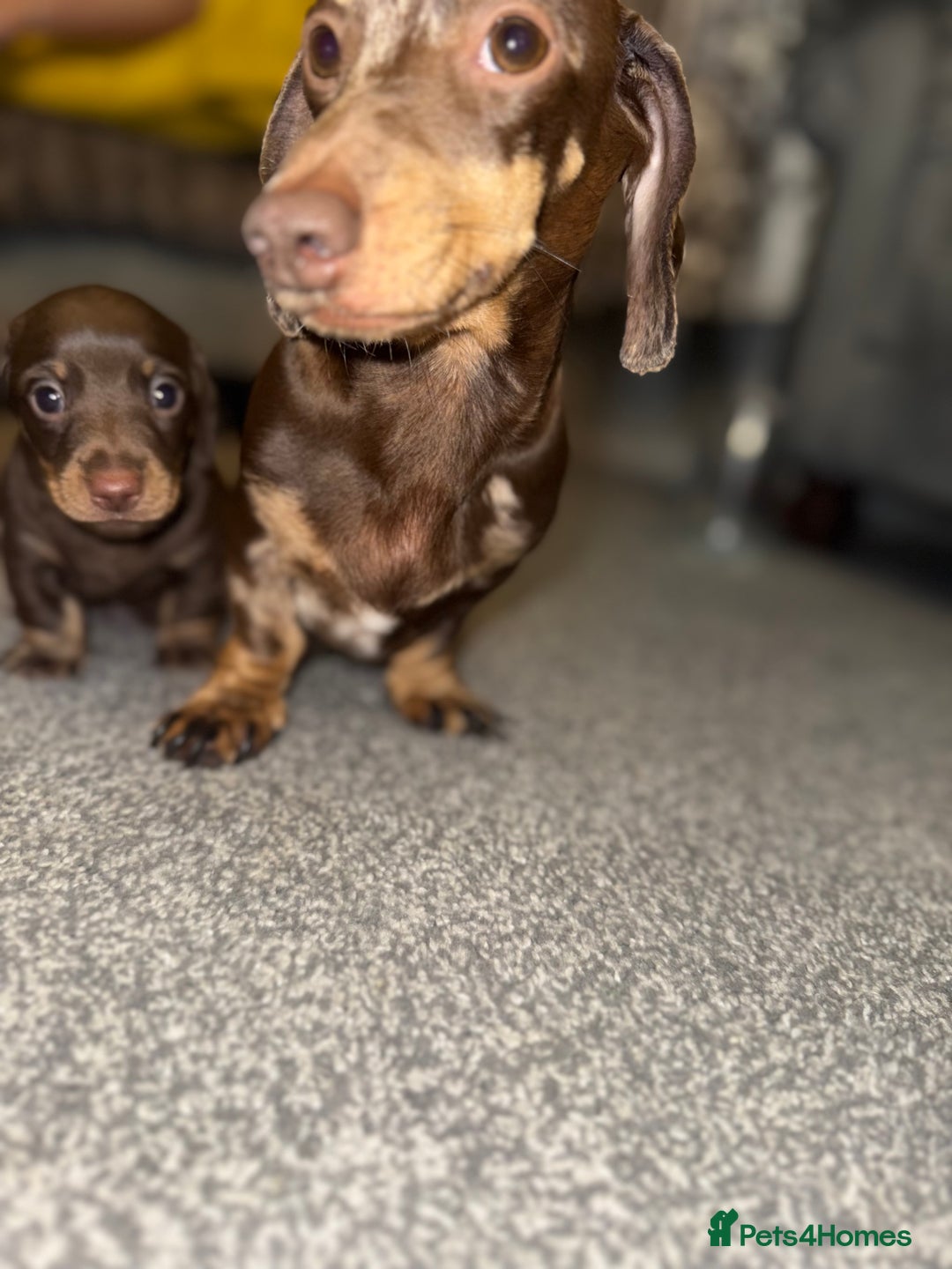Dachshund dogs for sale: Dashaund - Image 6