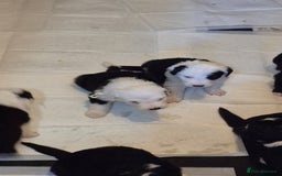 Mixed Breed dogs for sale: Old English Sheepdog puppies  OES X Golden Oldie - Image 14