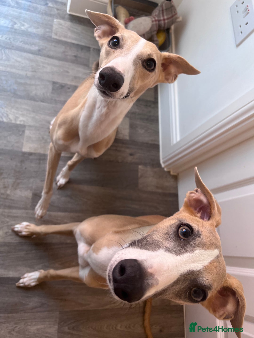 Whippet dogs for sale: 🐾 KC Whippet Puppies – Waitlist Now Open 🐾 - Advert 4