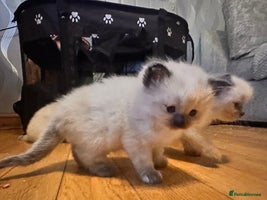 Ragdoll cats Pure ragdoll - Advert 3