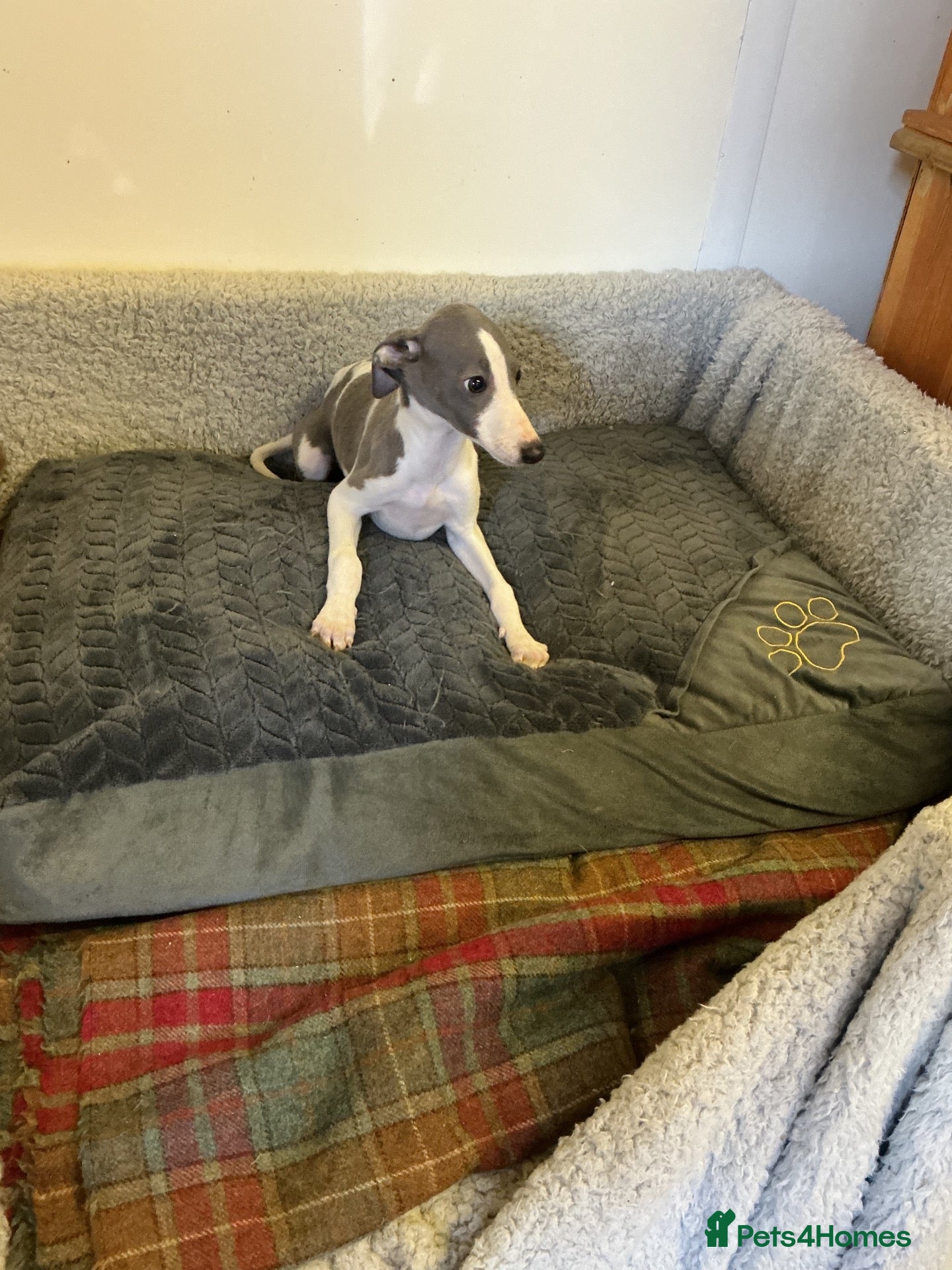 Whippet dogs Whippet - Advert 10
