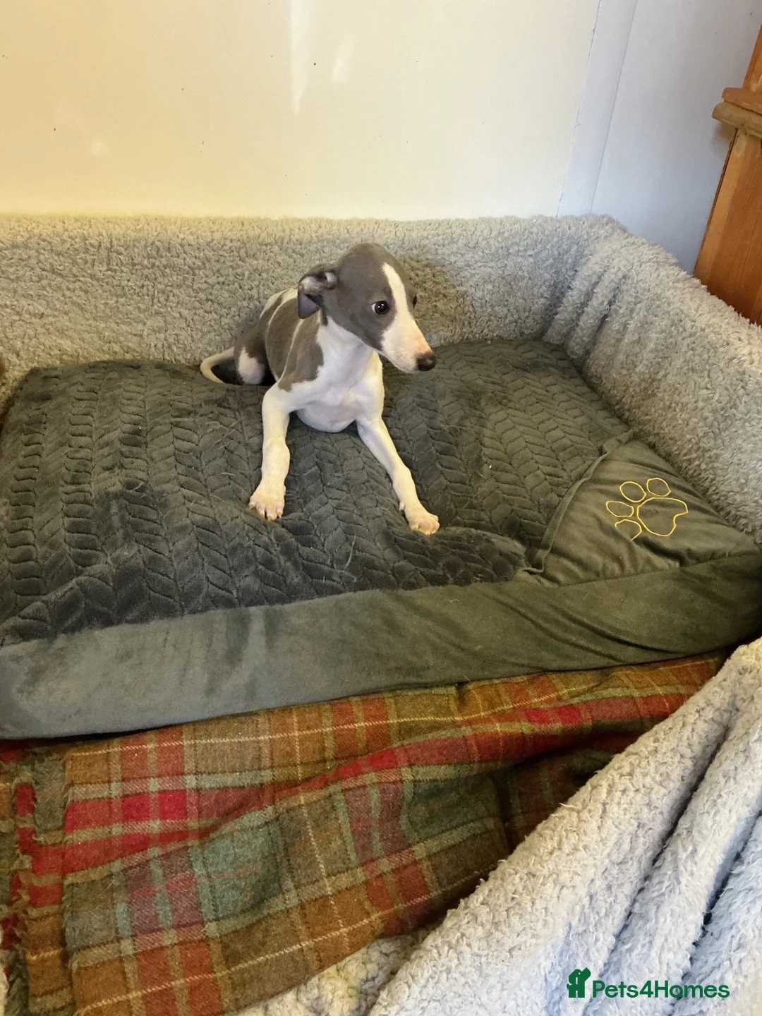 Whippet dogs for sale: Whippet - Advert 2