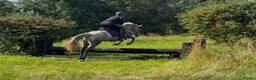 Connemara horses for sale: Much-Loved Connemara Mare for Sale in Bristol - Advert 5