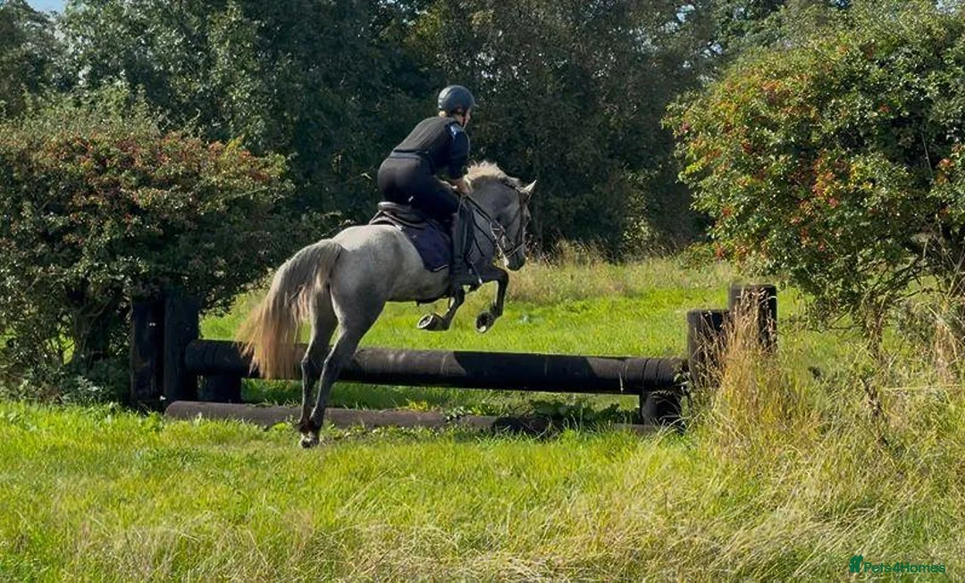 Connemara horses for sale: Much-Loved Connemara Mare for Sale in Bristol - Advert 5