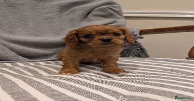 Cavachon dogs - Advert 13