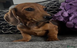 Dachshund dogs for sale: CHAMPION LINE KC REG MINI DACHSHUND GIRLS  - Image 11
