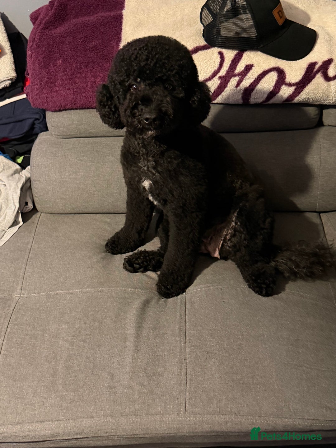 Miniature Poodle dogs for sale: For sale 4 gorgeous girls and 2 boys  - Advert 21
