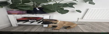 Yellow collar puppy