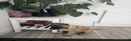 Belgian Shepherd Dog dogs for sale: 5 Belgian Shepherd Malinois Puppies - Advert 9