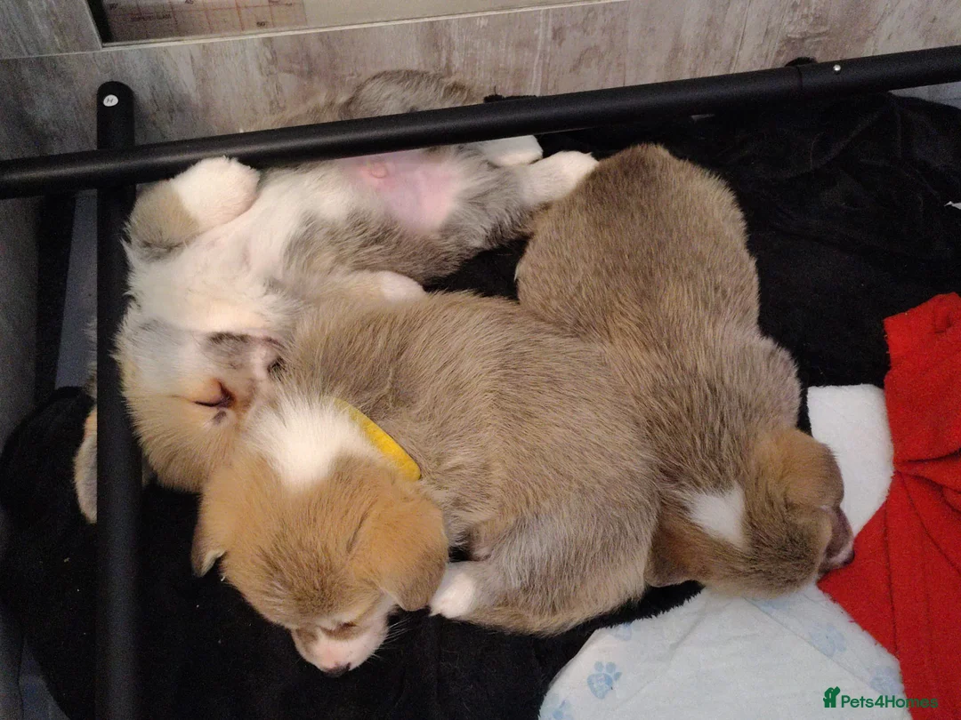 Welsh Corgi Pembroke dogs for sale: 3 Gorgeous KC Registered Pembroke Corgi Puppies - Advert 2